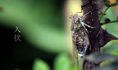 今日入伏！“三伏天”的“伏”指的是什么，你知道吗？