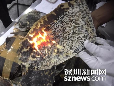 生态悲剧!246只珍稀玳瑁遭杀害 背甲片从肉体剥离