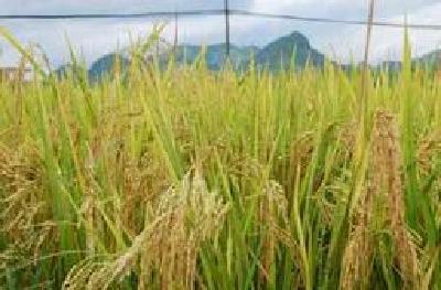 黄梅镇：再生稻种植助农增收