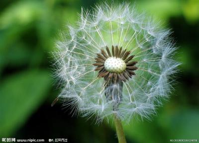 蒲公英能杀死98%癌细胞？专家称确有抗癌效果