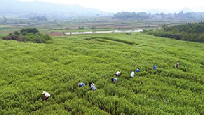 蕲春：被确定为首批国家中医药健康旅游示范区创建单位