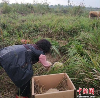 村民捡到5只小萌物 确认是二级保护动物后放回原处