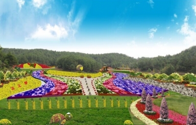 国庆黄金周首日：麻城五脑山菊花盛开迎游客
