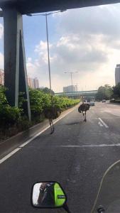 广东佛山5只鸵鸟高速上狂奔50公里 4只已虚脱致死