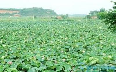 蕲春： 莲籽种植专业合作社实现百姓共富裕