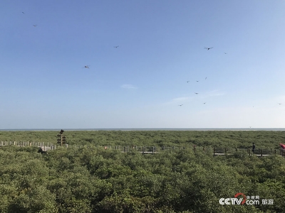 银滩与红树林 带你领略北海风情