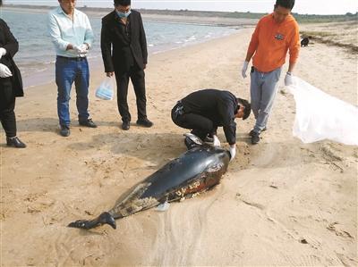 长江江豚科考时隔5年再启动 今年已有21头江豚死亡