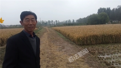 超级杂交水稻今日收割 晒干后作为福利发给村民
