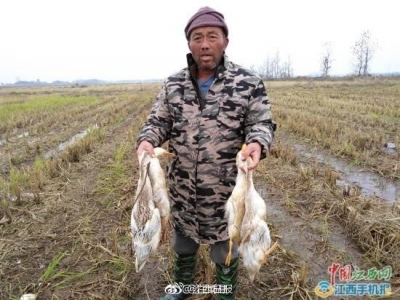 南昌一养殖户疑遭投毒 5天4700只鸭子莫名死光