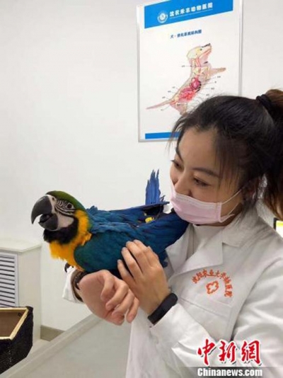 三甲动物医院:用艾灸、按摩等中医疗法为动物治病