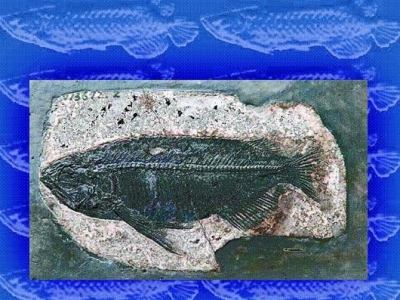 湖北松滋发现世界上最完整金龙鱼化石(图)