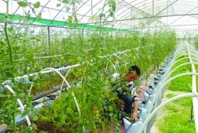 三季度黄冈农牧生产保持平稳