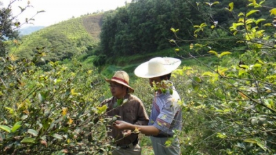 麻城：油茶专家为种植户传经送宝