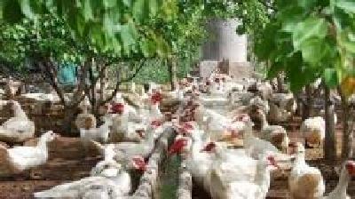 浠水：畜禽养殖污染整治取得阶段性成果