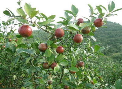 麻城油茶专家为种植户传经送宝