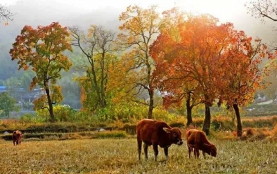 秋意正浓黄冈也有好“枫”景 最全最美的赏枫地全在这了!