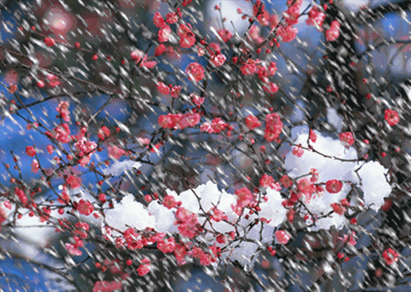 我市将出现强寒潮和大范围雨雪冰冻天气  气象部门提醒，要加强防范