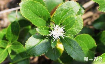 英山龙潭畈：热火朝天迎冬播   产业兴旺助发展