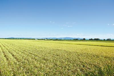 今年湖北省粮食再获丰收 总产连续5年稳定在500亿斤以上