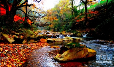 浙江天台初冬落叶惹人醉