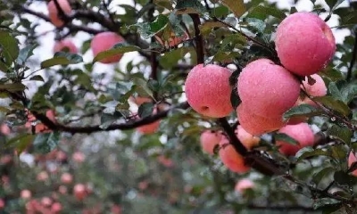 中国首创，苹果期货挂牌交易！这是真·苹果！