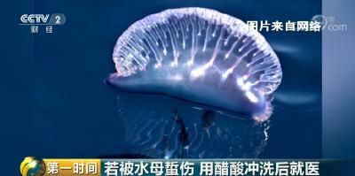 紧急提醒！近期去泰国度假，小心这种剧毒致命生物！