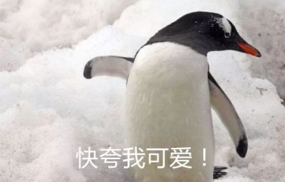 33年前，中国人从南极“绑架”了一群企鹅，还在-88 ℃里吃面…