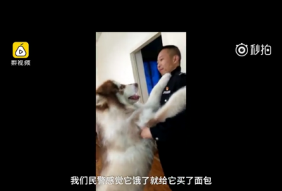 阿拉斯加走丢被送进派出所 吃空自动贩售机里面包