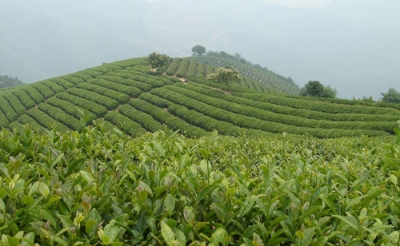 武穴：扶持群众发展油茶产业 今年计划种植0.5万亩