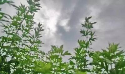 蕲春涉艾企业达到370家