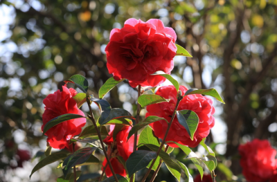 2018中国茶花博览会在麻城开幕