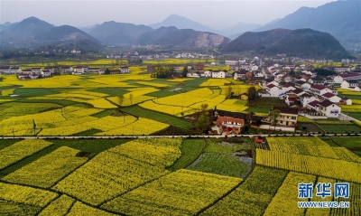 陕西汉中万顷油菜花盛开 大地铺金色花海
