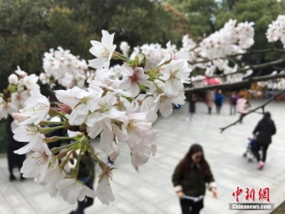 武汉大学赏樱预约限流首日：樱花盛放引客来