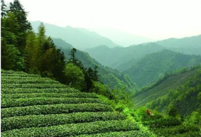红安：发展有机茶产业 助推美丽乡村建设