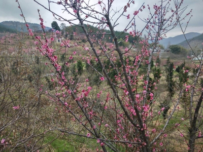 “三八”节带旺春游市场  罗田燕儿谷迎来旅游小高峰