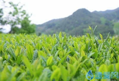 视频︱第二十七届英山茶文化旅游节开幕