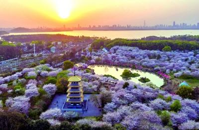 武汉入选全国十大赏花胜地 “赏樱”成关键词