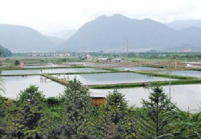 1万多条“中华鲟”被毒死？专家：不可能鱼塘养殖