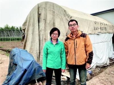 高材生扎进窝棚种草莓 坚持绿色种植买羊粪当肥料