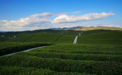 将来全世界任何一款抹茶食品 都可能来自贵州铜仁 