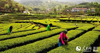 第十七届英山茶文化旅游节亮相武汉
