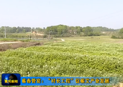 蕲春管窑：“村长工程”促蕲艾产业发展