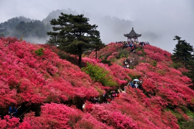 麻城第六届杜鹃文化旅游节签约项目73个