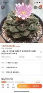 注意！部分“海淘”多肉植物可令人产生幻觉、精神混乱