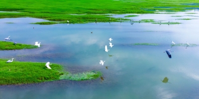 【美丽中国长江行】水清河浅,白鹭归家