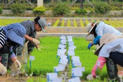我国首批“海水稻”品种明年诞生 预计2020年可大范围种植