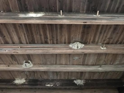 待拆房屋梁有4只雏燕7枚蛋 一乡镇贴封条暂缓拆迁