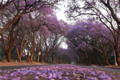 又一国对我游客实施落地签！7月走起？