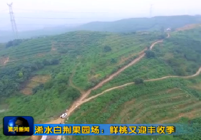 浠水白荆果园场：鲜桃又迎丰收季