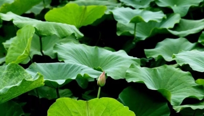 煮粥、泡茶、洗澡……夏季清凉养心首选它